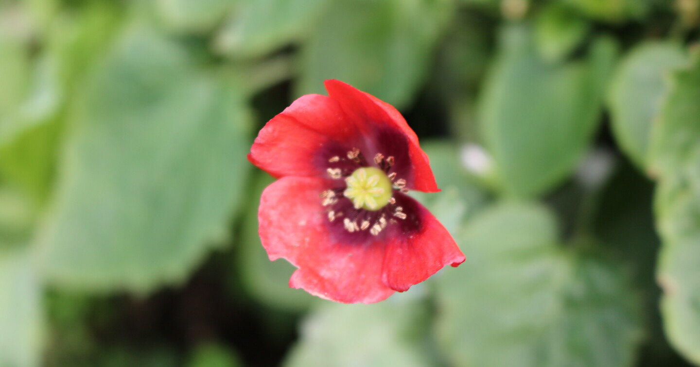 A poppy in an Irish garden.