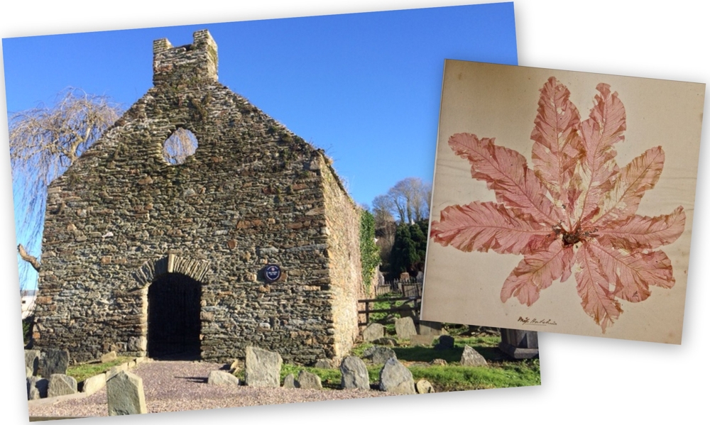 Ellen Hutchins (17851815) Botanist and Artist by John Lucey