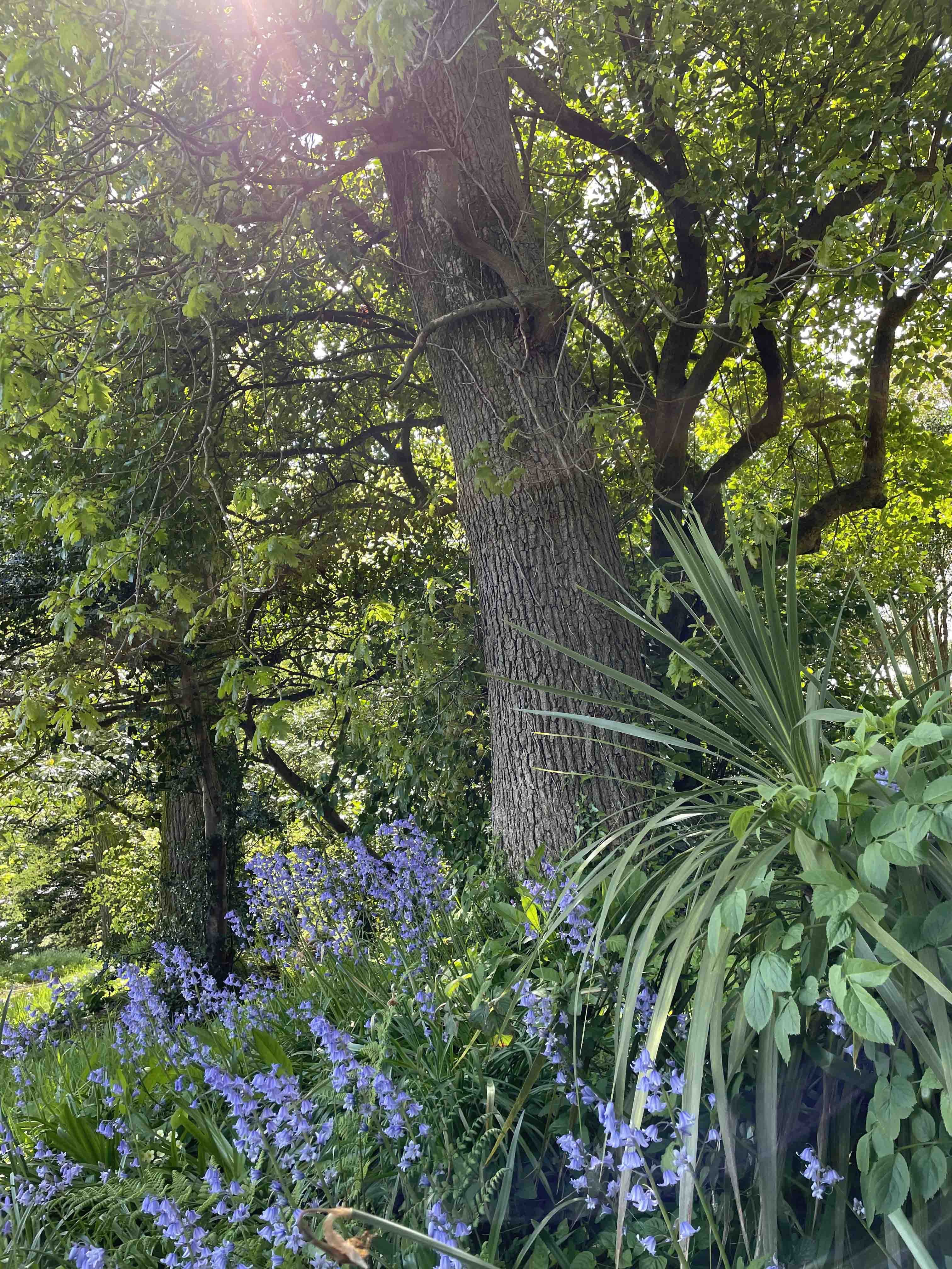 Forested grounds in the Missionary Sisters of St Columban, Magheramore, Co. Wicklow. Photo credit: Lynn Glanville.