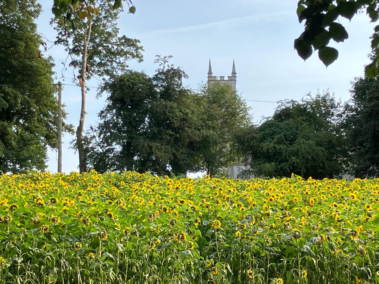 St Andrew's Parish Church, Co. Monaghan, in Clogher Diocese which has been hosting a Sunflower Meadow Festival in August. The sunflowers are growing in the rectory field.&nbsp; Photo credit: Brian Donaldson.