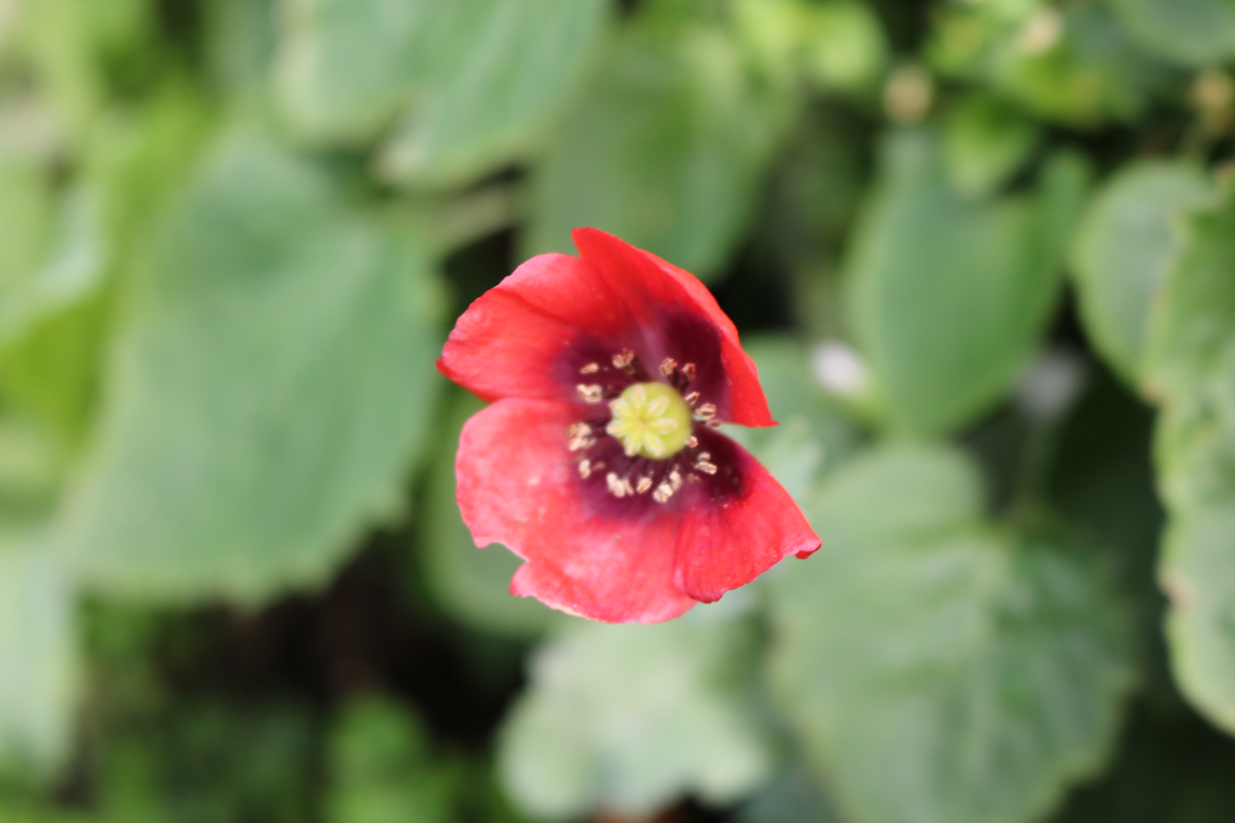 A poppy blooms in a Belfast garden as the city and nation remembers.